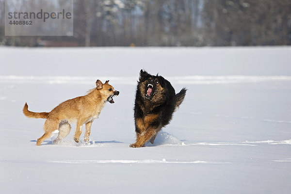 Deutschland  Bayern  Hunde kämpfen auf Schnee