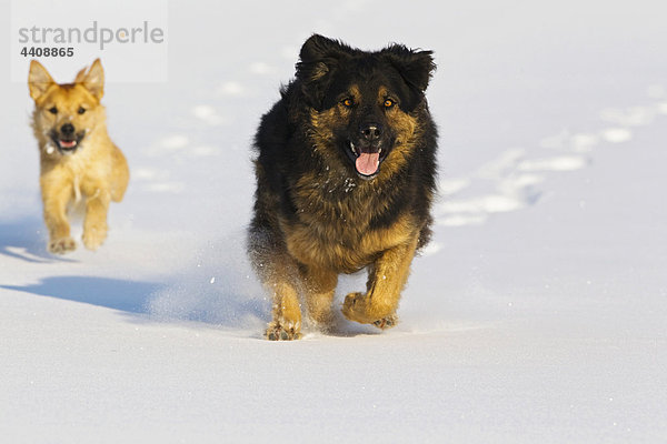 Deutschland  Bayern  Hunde laufen im Schnee