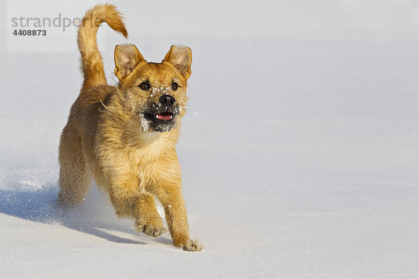 Deutschland  Bayern  Parson Jack russel dog running in snow