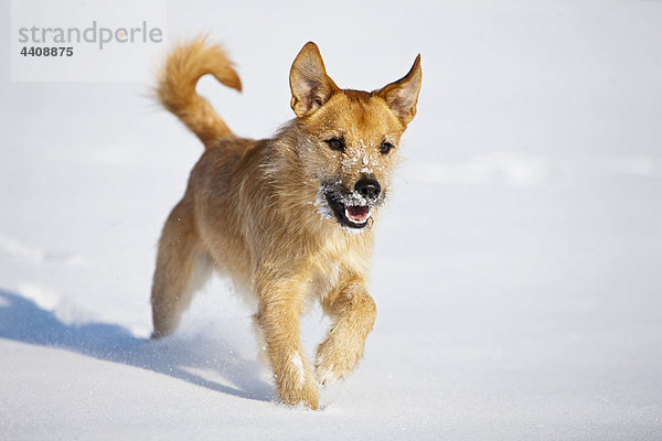 Deutschland  Bayern  Pfarrer Jack Russel Hund Spaziergang im Schnee