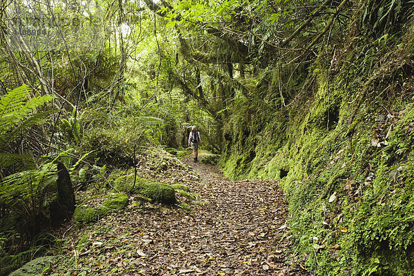 Neuseeland  Südinsel  Frauen wandern auf dem Rainforest Trail