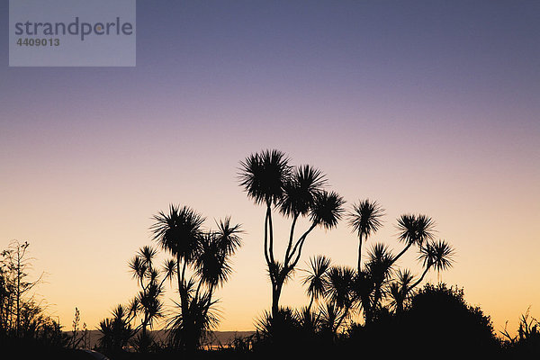 Neuseeland  Südinsel  Westküste  Kohlsilhouette bei Sonnenuntergang