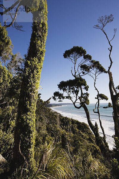 Neuseeland  Südinsel  Westküste  Blick auf den Tai Poutini Nationalpark mit Meer im Hintergrund