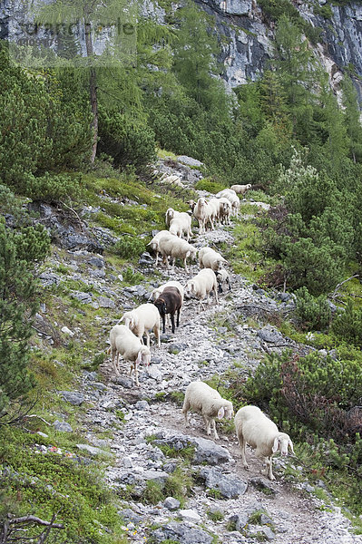 Österreich  Steiermark  Schafherde beim Wandern auf dem Bergweg