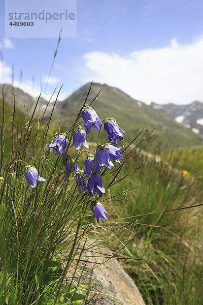 Österreich  Tirol  Kaunertal  Nahaufnahme von Glockenblumen mit Bergen im Hintergrund