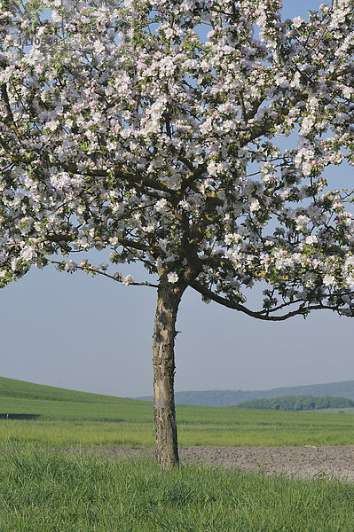 Germany  Bavaria  Apple tree blossom