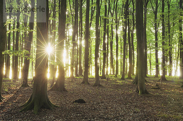 Deutschland  Insel Rügen  Sonnenlicht durch Buchen im Wald