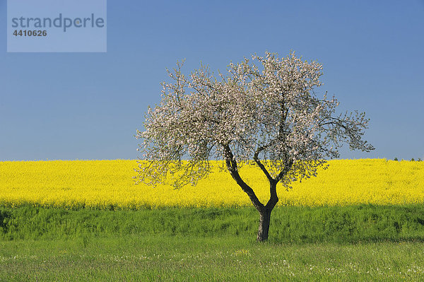 Germany  Bavaria  Apple tree in canola field