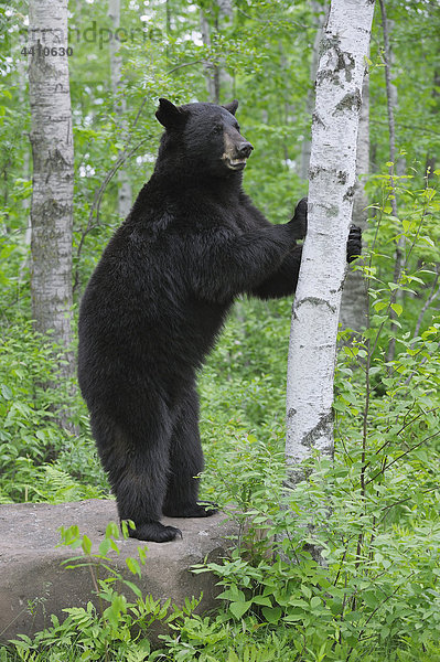 USA  Minnesota  Schwarzbär im Wald