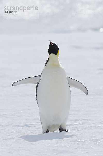 Antarktis  Blick auf den Kaiserpinguin mit flatternden Flügeln