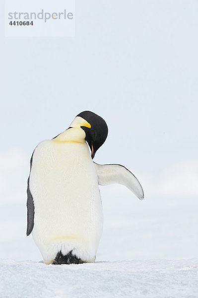 Antarctica  View of emperor penguin