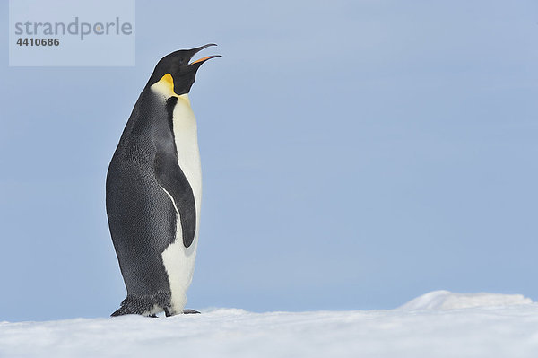 Antarctica  View of emperor penguin calling