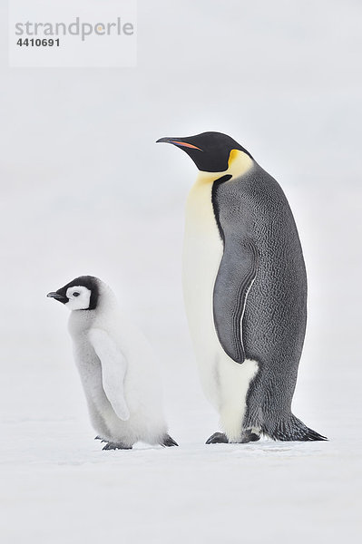 Antarktis  Blick auf Kaiserpinguin mit jungem Pinguin