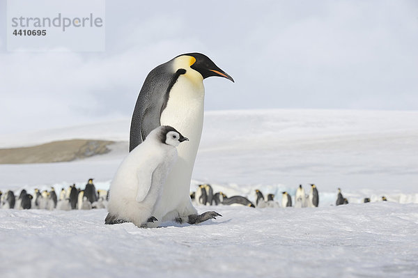 Antarktis  Blick auf Kaiserpinguin mit jungem Pinguin