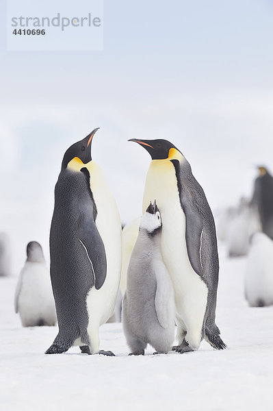 Antarctica  View of emperor penguins