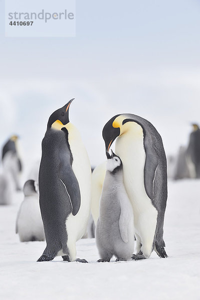 Antarctica  View of emperor penguins