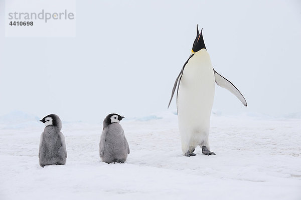Antarktis  Blick auf Kaiserpinguin mit Küken