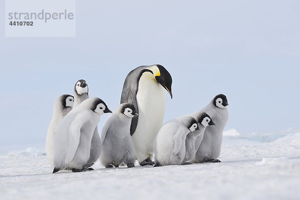 Antarktis  Blick auf Kaiserpinguin in der Gruppe