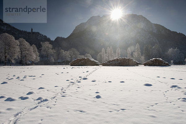 Deutschland  Bayern  Hohenschwangau  Blick auf Schloss Neuschwanstein im Hintergrund