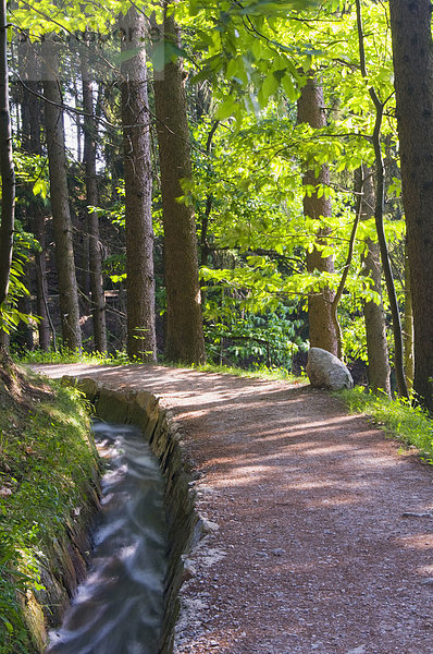 Italien  Südtirol  Wanderweg vorbei an Bäumen