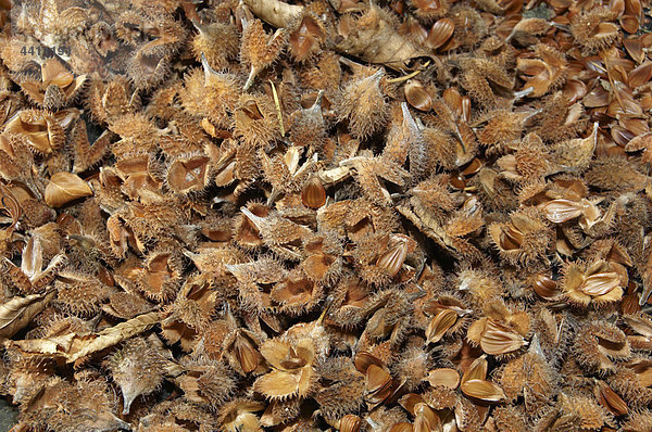 Germany  Nennslingen  Background of beech nut shells