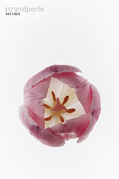 Nahaufnahme der Tulpe vor weißem Hintergrund