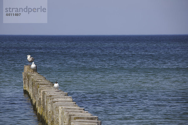 Deutschland  Batlic sea  Blick auf Möwen auf Wellenbrecher