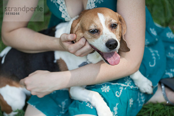 Beagle sitzend auf dem Schoß des Besitzers