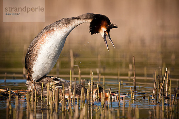 Great crested Grebe Paarung im Teich