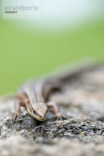 Lizard auf Baumstumpf  Nahaufnahme