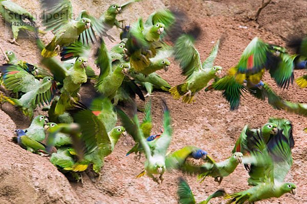 Herde von Papageien fliegen