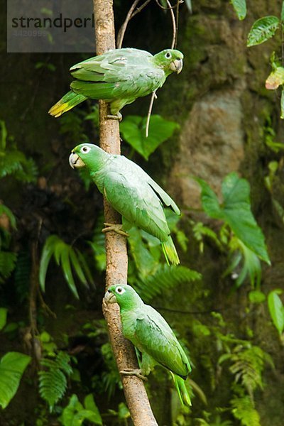 Papageien auf Zweig  hocken Nahaufnahme