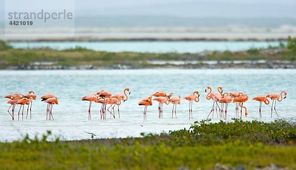 Gruppe von Flamingos in Wasser
