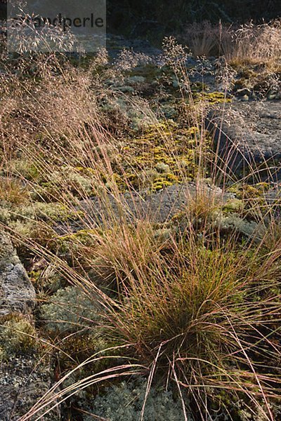 Gras  Moss und Felsen