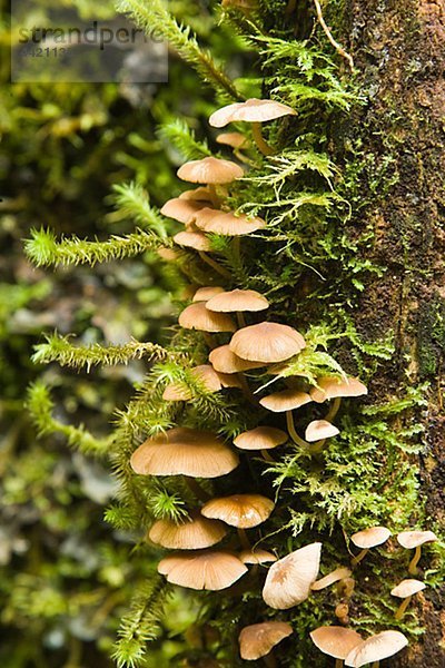 Pilz wächst auf Baumstamm