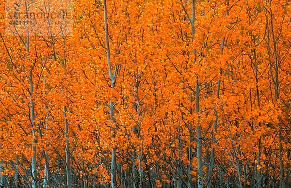 Orange Forest Herbst