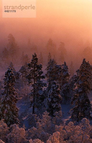 Wald im Winter  sunset