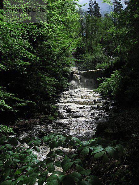 Stream in Wäldern