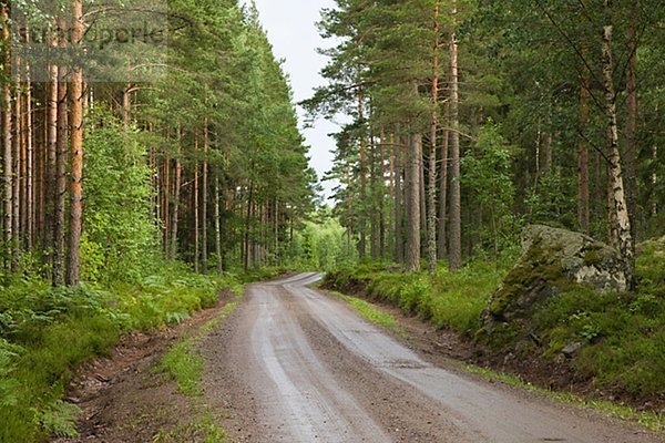 Schottertraße durch Wald