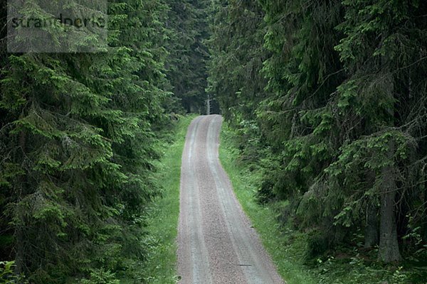 Straße durch Wald