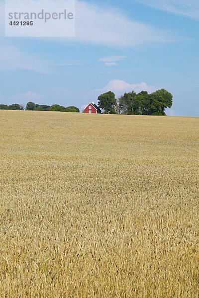 Weizen-Feld und Farm House in Entfernung