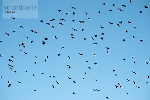 Silhouetten der Vögel gegen blauen Himmel