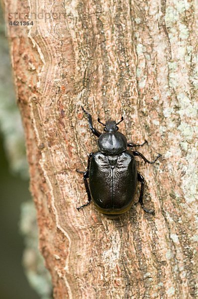 Käfer auf Baumrinde  Nahaufnahme