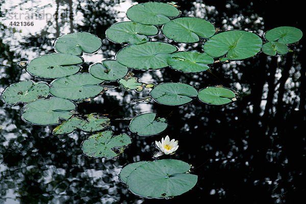 Seerosen in voller Blüte