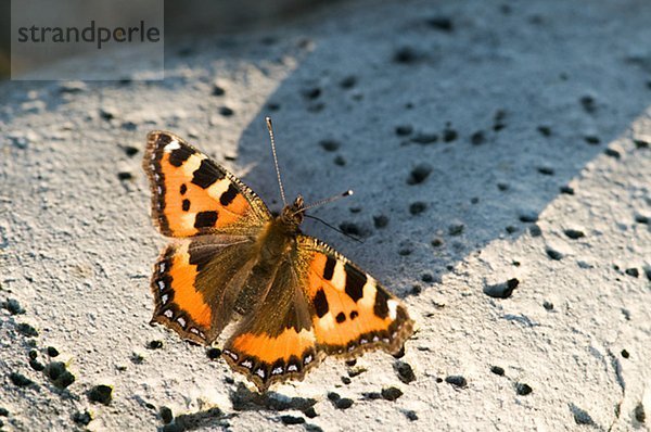 Schmetterling  Nahaufnahme
