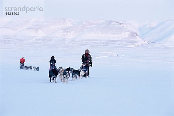 Hunde Relay in Winterlandschaft