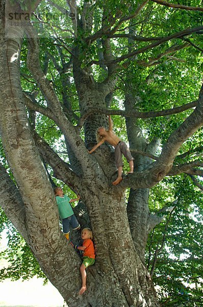 Jungen Baum Klettern