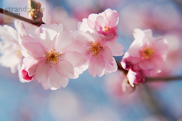 Nahaufnahme der Kirschenblüten
