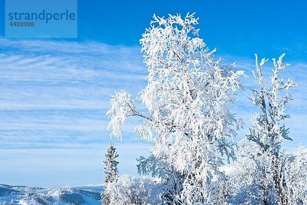 Winterlandschaft