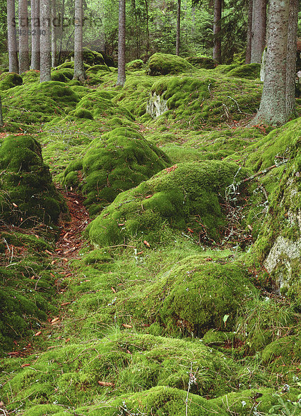 grüne Moss in der Gesamtstruktur